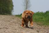 TOSA INU 370
